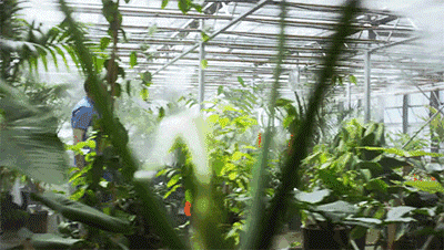 亞馬遜瘋了！7年砸250億，把熱帶雨林“搬進(jìn)”辦公室